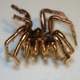 Illustration for article titled Holy Crap! Its a Gold Spider! But Why?